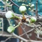 Prunus domestica Цвят