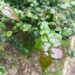 Eugenia uniflora Likasa