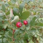 Rosa woodsii Fruit