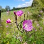 Epilobium hirsutumᱵᱟᱦᱟ