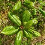 Frangula azorica Likasa