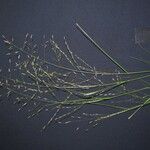 Eragrostis mexicana অন্যান্য