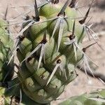 Tephrocactus articulatus Deilen