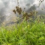 Scirpus atrovirensBlad