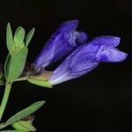Scutellaria antirrhinoides Flower