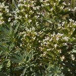 Echium brevirame Staniste