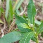 Alternanthera philoxeroides Flower