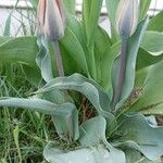 Tulipa undulatifolia Žiedas