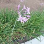 Tulbaghia violacea Λουλούδι