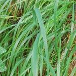 Calamagrostis varia Blad