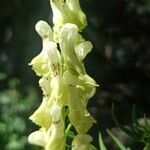 Aconitum lycoctonumFlor