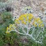 Jacobaea maritimaFlower