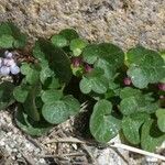 Cymbalaria aequitriloba Blomma