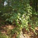 Rubus albiflorus Liść