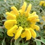 Phlomis fruticosaKvet