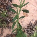 Sisymbrium officinale Leht