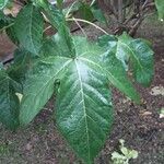 Gossypium barbadense Leaf