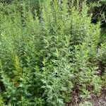 Artemisia argyi 葉
