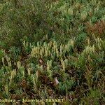 Lycopodium × zeilleri Elinympäristö