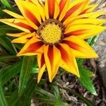 Gazania rigensVirág