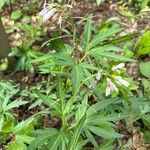 Cardamine concatenata 葉