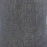 Washingtonia robusta Кора