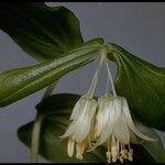 Prosartes smithii Інше