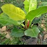 Philodendron melinonii Liść