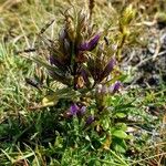 Gentianella lutescens Flower