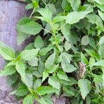 Girardinia diversifolia Blatt