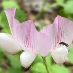 Ononis rotundifolia Flor