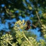 Aralia californica Liść