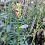 Campanula persicifolia Fleur
