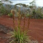 Tetraria comosa موطن