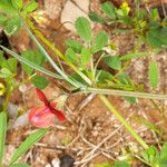 Lathyrus sphaericus Flor