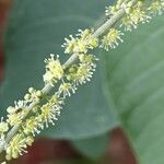 Croton urucurana Flower