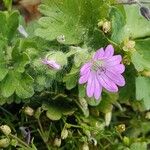 Geranium pusillumКветка