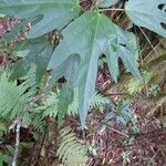 Hibiscus boryanus Ліст