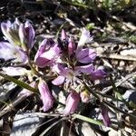 Polygala nicaeensis Цветок