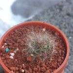 Mammillaria mercadensis Frunză