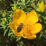 Hypericum lanceolatum Flower