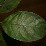 Siparuna decipiens Yaprak
