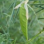 Vicia monantha Frucht