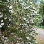 Rhododendron morii Habitus