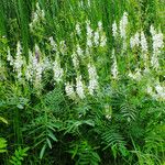 Galega officinalis Hábito