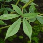 Cleoserrata speciosa Blad