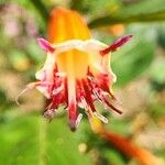 Cuphea ignea Blüte