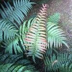 Blechnum cordatum Altres