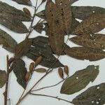 Trichilia quadrijuga Otro