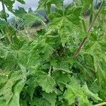 Pavonia urens Hoja